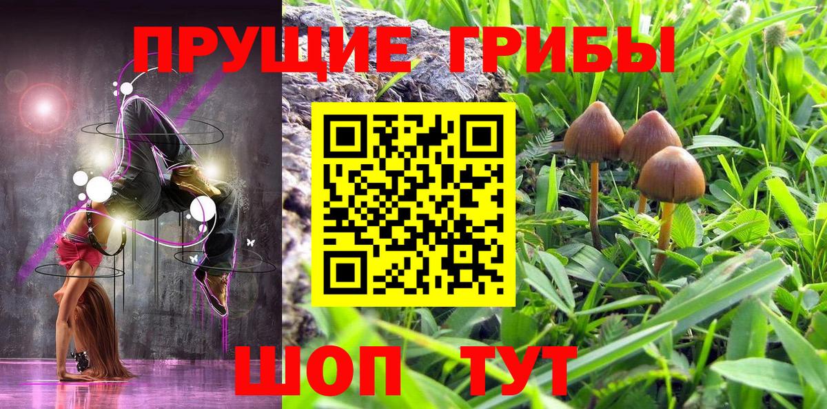 Галлюциногенные грибы Magic Shrooms  Вход с VPN  Галлюциногенные грибы GOLDEN TEACHER  Курчалой 